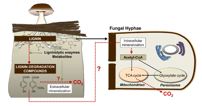 metabolic-fungal-horiz-825w How white-rot fungi (mushrooms) use lignin from wood as a source of carbon, resulting central metabolism of CO2