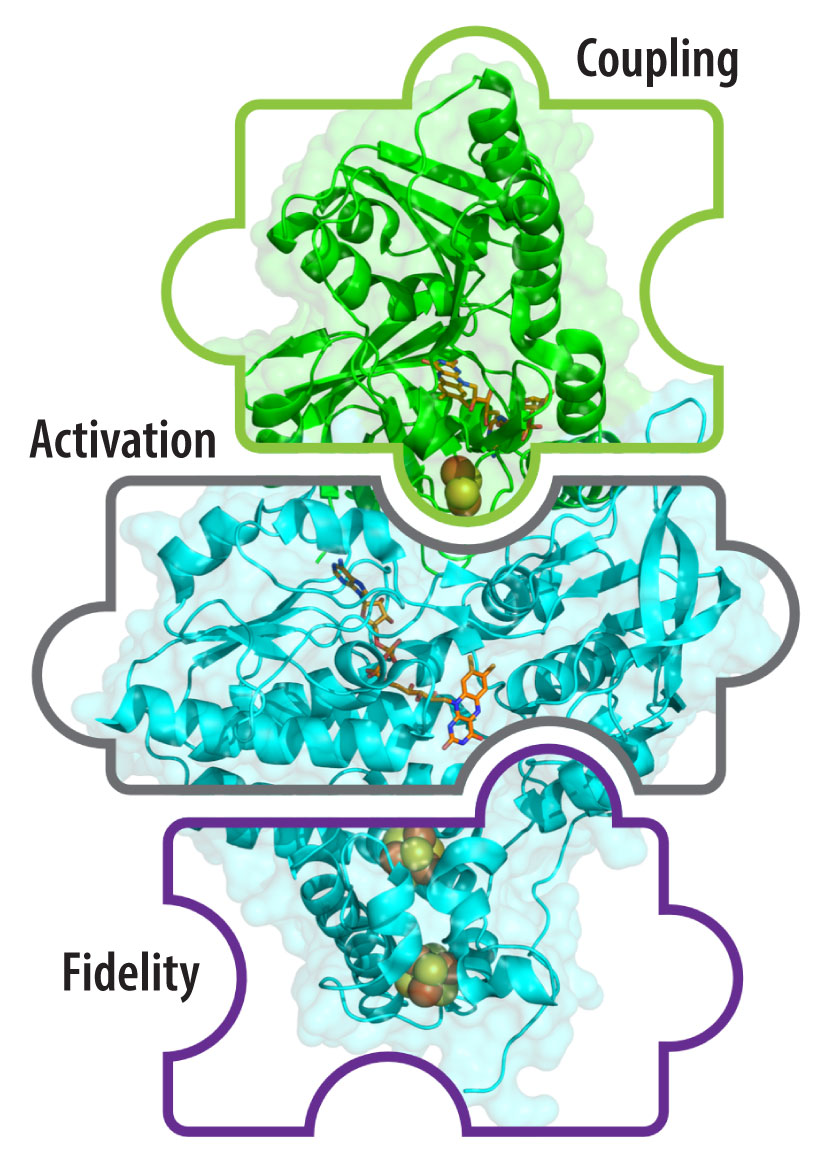 pet-bifurcation-825w The coupling, activation, and fidelity of electron bifurcation