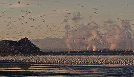 sustainability-salton-cap Seagulls on water with geothermal power plant in background.