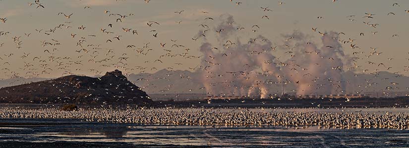 sustainability-salton Seagulls on water with geothermal power plant in background.